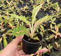 4" Aglaonema Night Sparkle